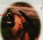 caine.jpg (4282 bytes)