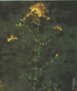 sunatoare.jpg (4033 bytes)